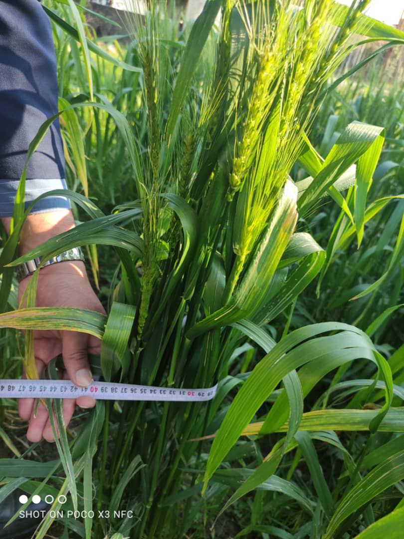 نتیجه اجرای طرح تحقیقاتی کشت ارگانیک گیاه گندم